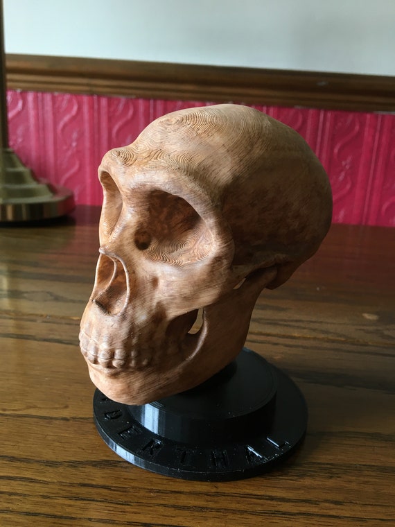 Neanderthal Skull approx half size Hand Finished model **UPDATED for 2024**