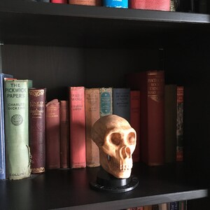 May include: A bookshelf with a variety of books, including "The Pickwick Papers" and "A Tale of Two Cities". A small, brown skull sits on a black stand in the middle of the shelf.