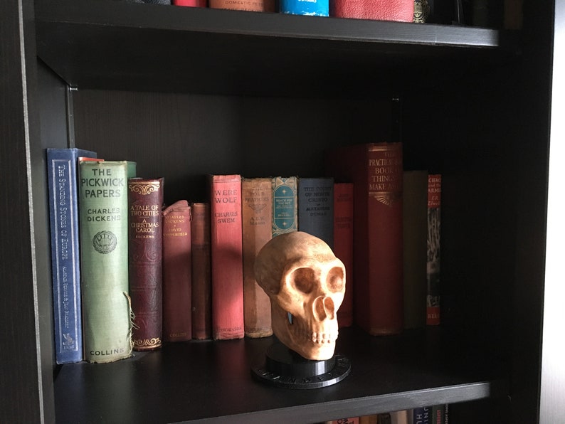 May include: A bookshelf with a variety of books, including "The Pickwick Papers" and "A Tale of Two Cities". A small, brown skull sits on a black stand in the middle of the shelf.