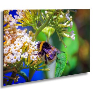 Op de afbeelding: Een hommel met gele en zwarte strepen verzamelt stuifmeel van witte bloemen op een groene plant. De bloemen staan in trossen en hebben een lichtblauwe achtergrond.