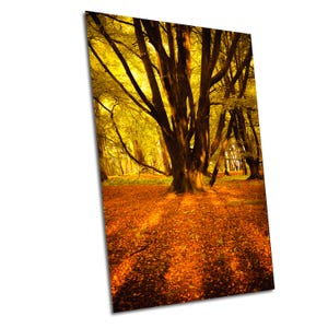 Faggio illuminato dal sole nella foresta autunnale con motivi di luce radiante – Fogliame dorato, Arbroath, Scozia. Fotografia naturalistica. Decorazione per la casa su tela.