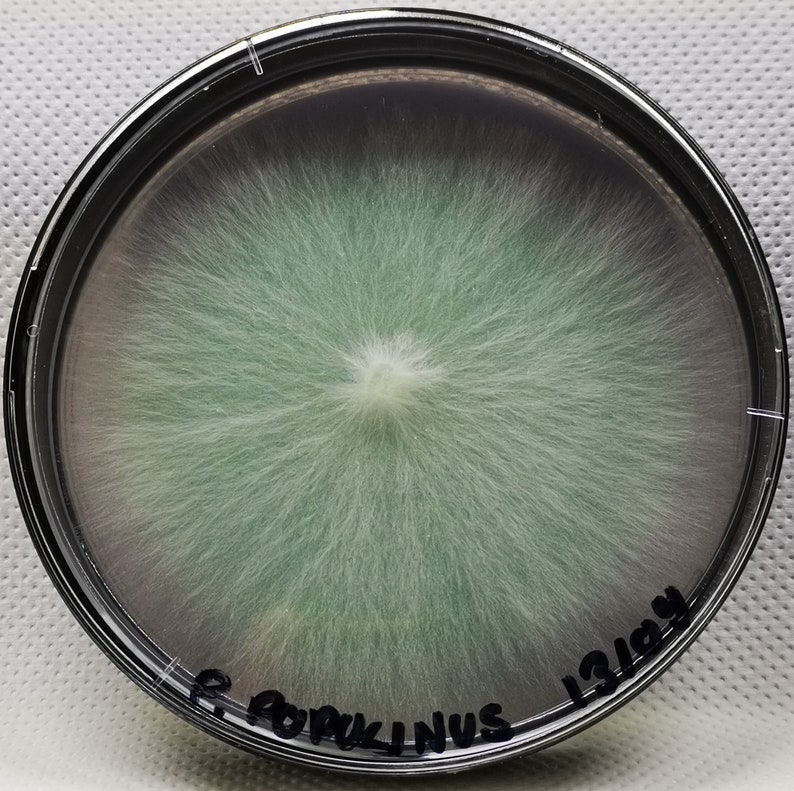 Fully Colonized Petri Dishes, Agar Plates, Ready to Go. Etsy UK