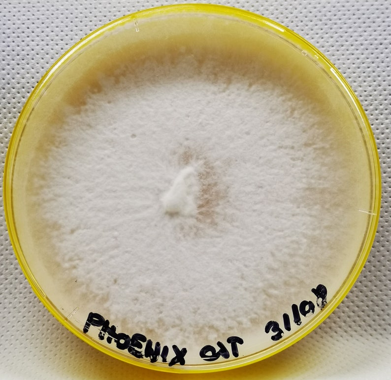 Fully Colonized Petri Dishes, Agar Plates, Ready to Go. Etsy UK