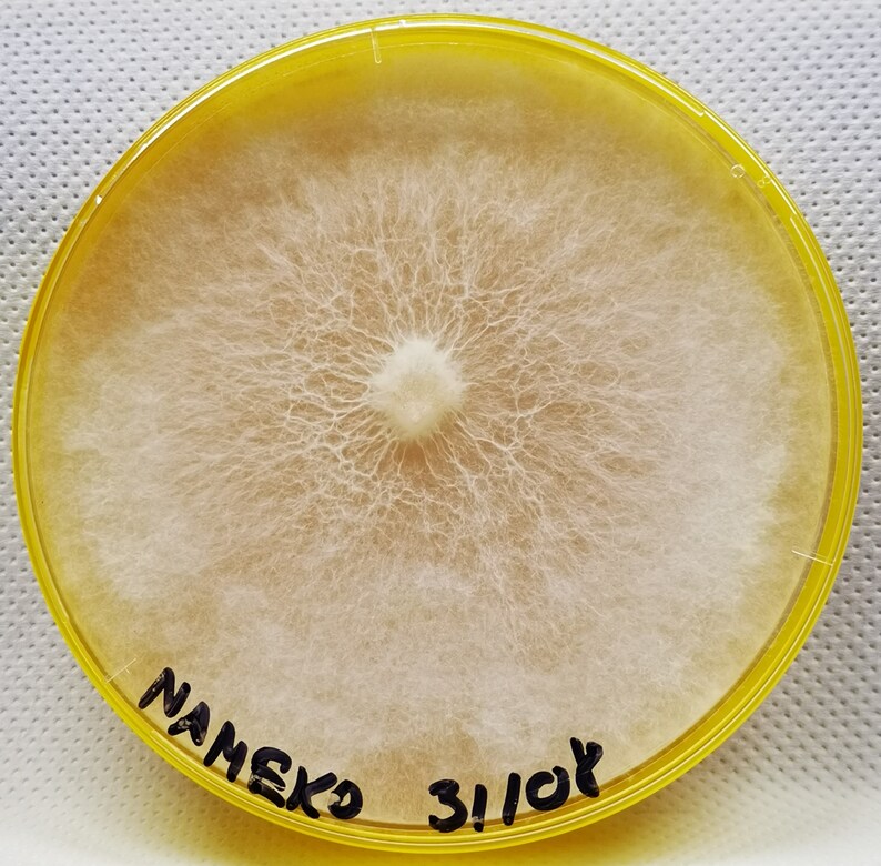 Fully Colonized Petri Dishes, Agar Plates, Ready to Go. Etsy UK