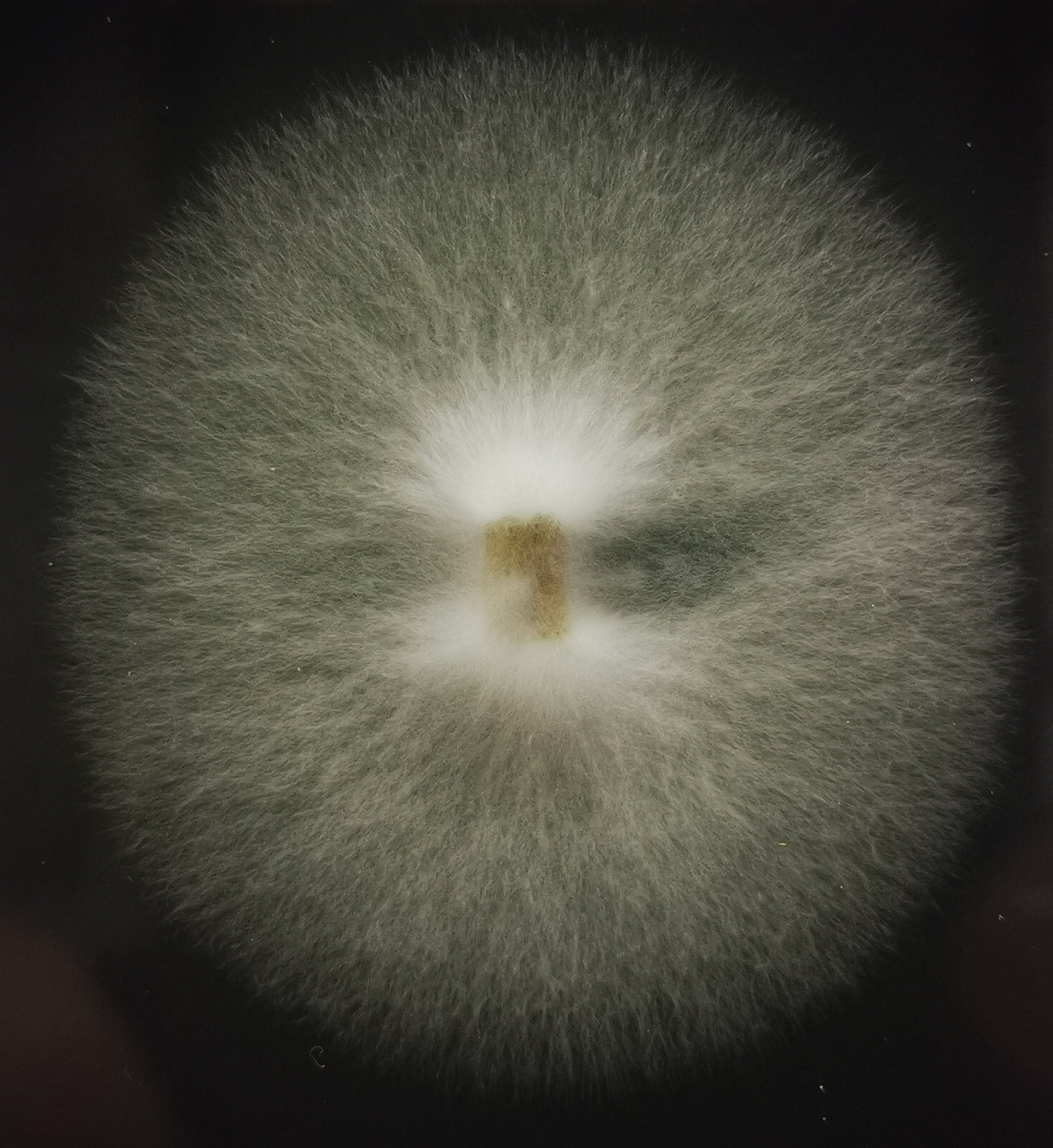 Fully Colonized Petri Dishes Agar Plates Ready to Go. Etsy UK