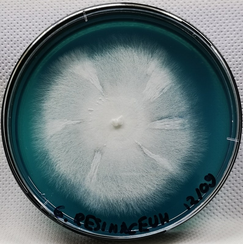 Fully Colonized Petri Dishes, Agar Plates, Ready to Go. Etsy UK