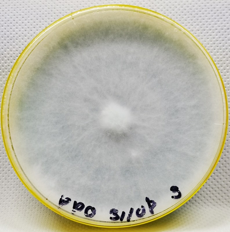 Fully Colonized Petri Dishes, Agar Plates, Ready to Go. Etsy UK