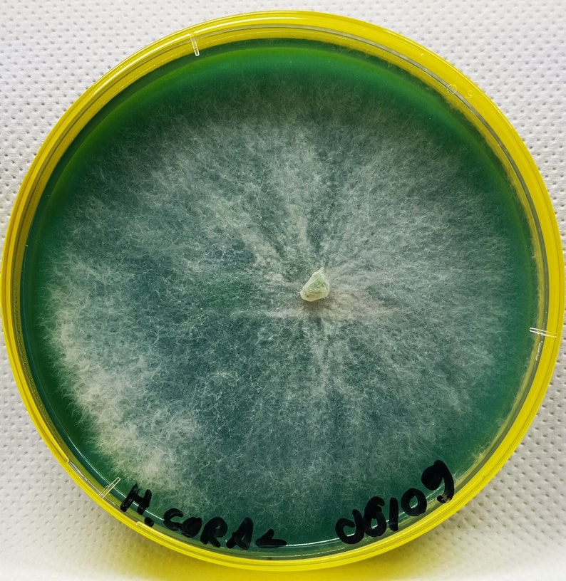 Fully Colonized Petri Dishes, Agar Plates, Ready to Go. Etsy UK