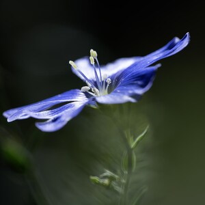 May include: A close-up of a blue and white flower with delicate petals. The flower's center features yellow stamens, and it is set against a blurred, dark green background. The image highlights the flower's intricate details.