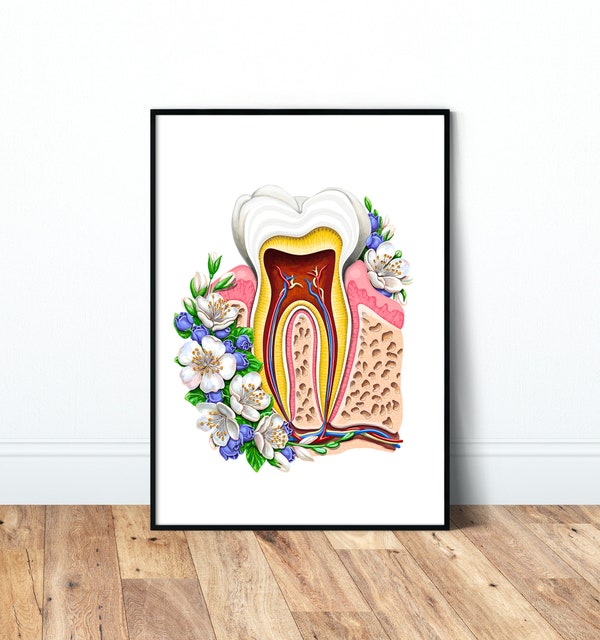 Set of 3 Dentist Wall Art, Dental Art Set, Dentist Anatomy, Dental