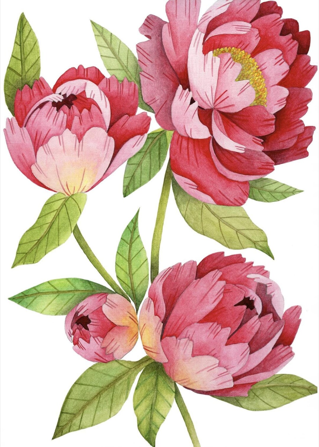 Peony Watercolor Painting Art Print: Floral Wall Decor (digital ...