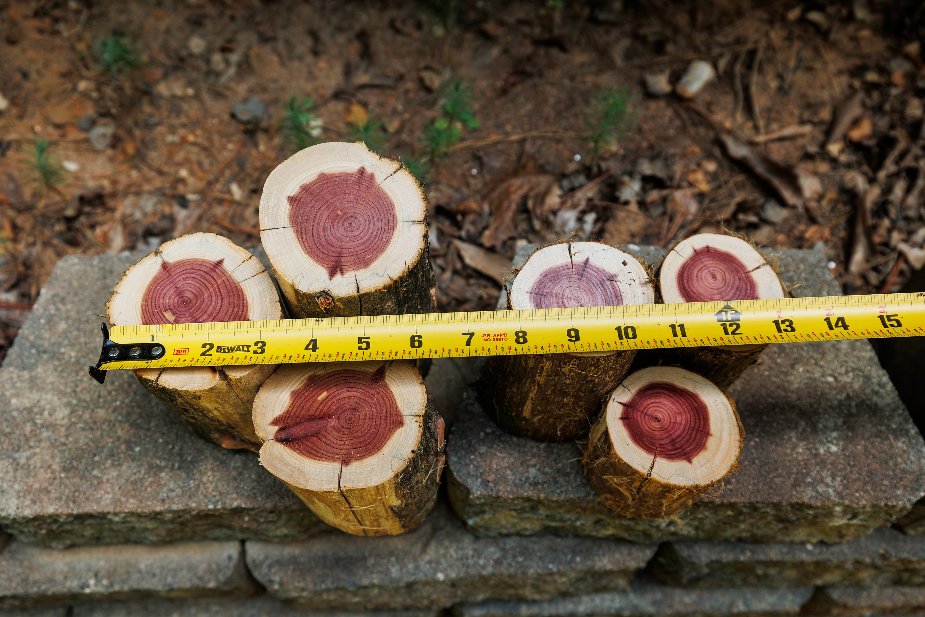 Organic Red Cedar Log Stumps Set of 3 Rustic Wedding Etsy