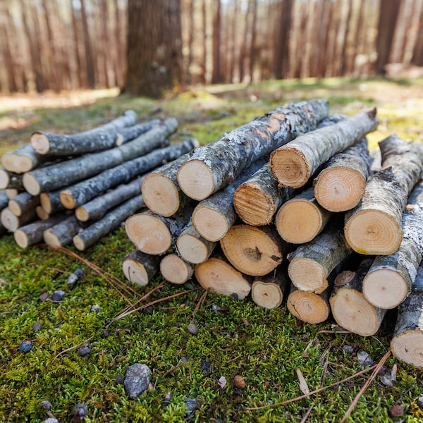 Organic Oak Tree Logs/Sticks 10" Long | Craft Wood Sticks | DIY Supply | Branches