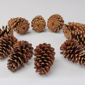 May include: A collection of brown pine cones arranged in a circle on a white background.