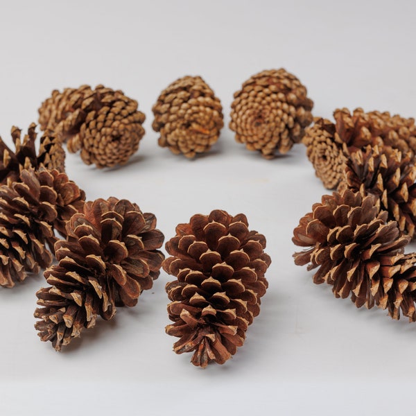 3-5" Pine Cones - Medium Size | Craft Supplies | Wedding Decor Supplies | Christmas Decor Supplies | DIY Projects Supply