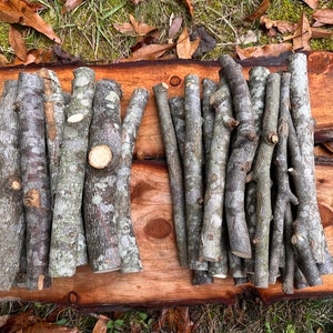 Organic Poplar Tree Logs 10&quot; Long | Wood Sticks | Craft Wood Sticks | DIY Supply | Pet Chewing Sticks
