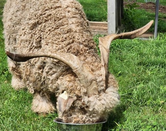 Pode incluir: Uma cabra fofa de cor marrom claro com chifres longos e curvos está comendo de uma tigela de aço inoxidável. A cabra está em pé na grama verde em um campo gramado.