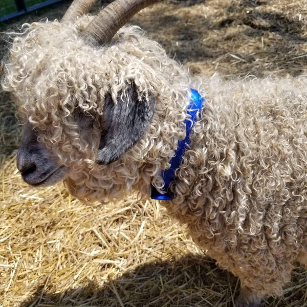 Josie gives some really great mohair. We call her a silver, because her off white wool looks a bit silver. This is RAW. Price is per ounce.