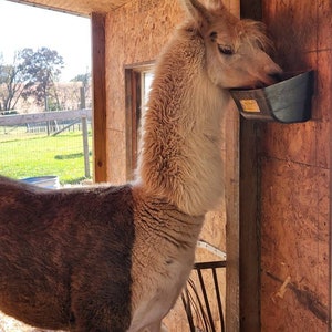 NEW! 1 ounce of Llama wool from our beautiful Cassie!