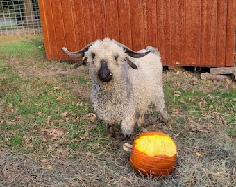 May include: A fluffy, light-colored goat with large, curved horns stands in a grassy area near a carved pumpkin. The pumpkin is orange with a yellow interior. A wooden shed is in the background.