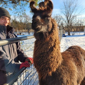 NEW! 1 ounce of Llama wool from our boy, Michael J