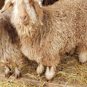 May include: A close-up of a brown and white fluffy goat with long curly hair. The goat is standing on a bed of straw.