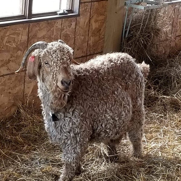 Raw, unwashed mohair from our herd matriarch, Ziggy. Her wool is not as curly as the younger ones, but still beautiful. Priced by the ounce.