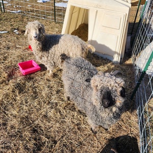 May include: Two Angora goats with long, curly fur stand in a fenced outdoor pen. One goat is light gray, the other is darker gray with a black face. A small, beige shelter and a pink feeding trough are also visible.