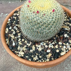 Mammillaria Cactus: Crown Blooming Succulent - Rare Collectors Plant