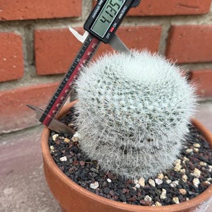 Old Lady Cactus: Mammillaria Hahniana with Pink Blooms
