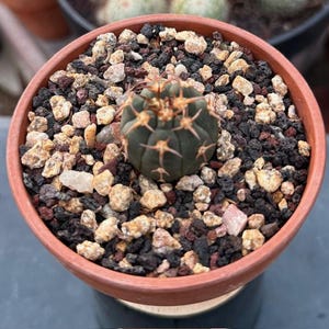 Rare Gymnocalycium Cactus: Exotic Unguispinum Succulent
