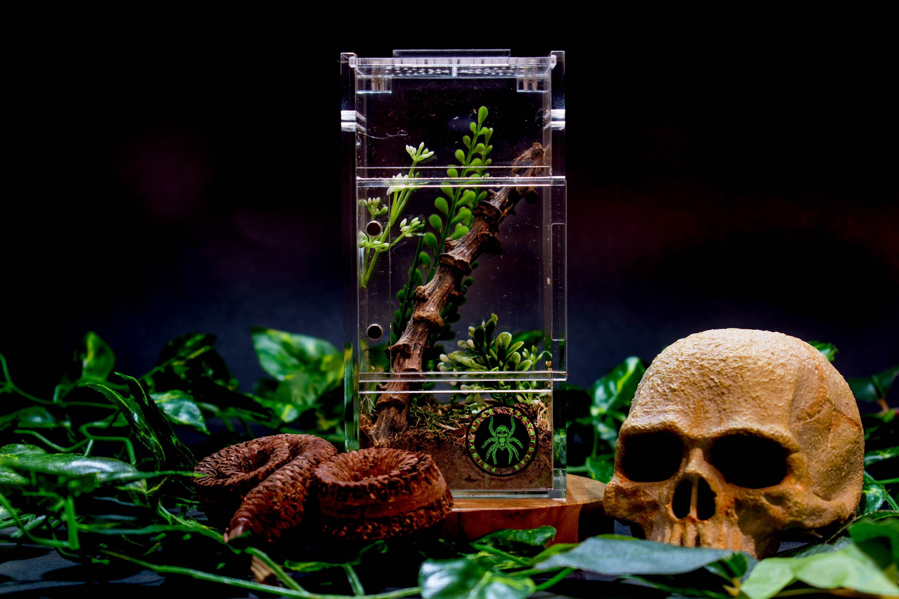 Jumping Spider Enclosure Free Shipping - Etsy