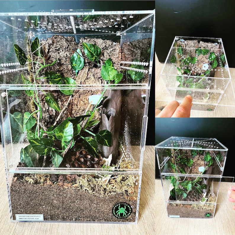 Large Jumping Spider Enclosure Free Shipping - Etsy