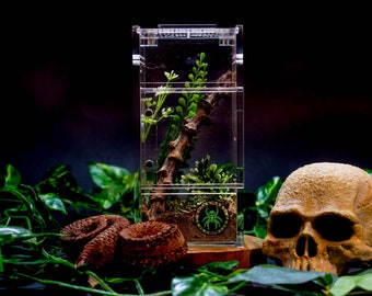 terrarium spinne