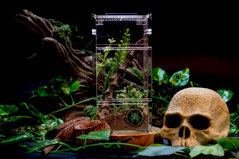 Jumping Spider Enclosure Free Shipping - Etsy