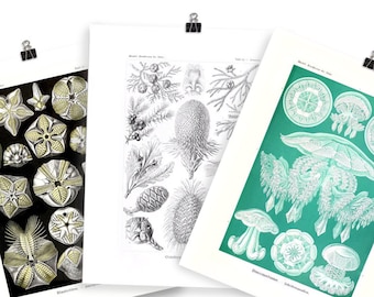 Botanical Biodiversity - Museum Matte Posters