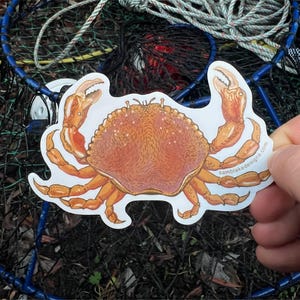 Dungeness Crab- Vinyl Sticker