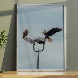 Bald Eagle Print, American Eagle Wall Art Poster, Printable Digital Download, Hawk Print, Home Decor, Bird Animal Photography, Minimalist