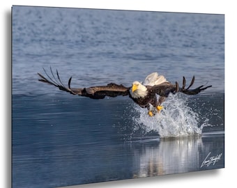 Bald Eagle Photography Print: Wildlife Nature Wall Art