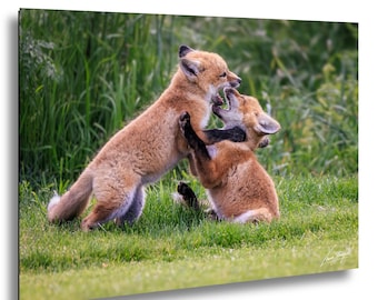 Baby Red Fox Kits Playing Wildlife Photography, Nature Wall Art Print