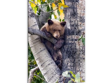 Foto de un osezno en un álamo temblón, impresión artística de vida silvestre, impresión en lienzo