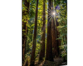 日の出の木のキャンバスプリント：森の風景の壁装飾