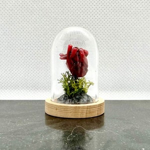 Anatomical Human Heart Specimen Display