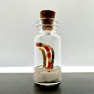 Miniature Garden Eels Seascape in a Tiny Glass Bottle