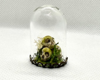 Miniature de terrarium de crânes moussus