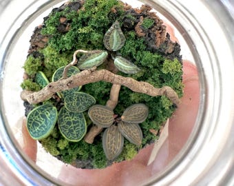 Miniatyrterrarium av polymerlera med juvelorkidé