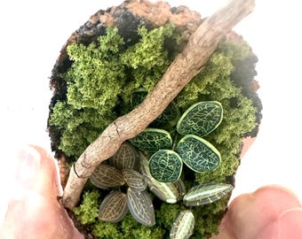 Miniatyrterrarium av polymerlera med juvelorkidé