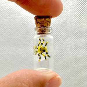 Blue Ringed Octopus Specimen Miniature