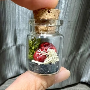 May include: A small glass jar with a cork lid contains a miniature forest scene. The scene includes a red and white mushroom, green moss, and black sand.
