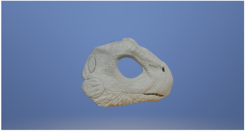 May include: A white, 3D printed dinosaur skull model, viewed from the side. The skull is detailed with textured skin and a visible eye socket.
